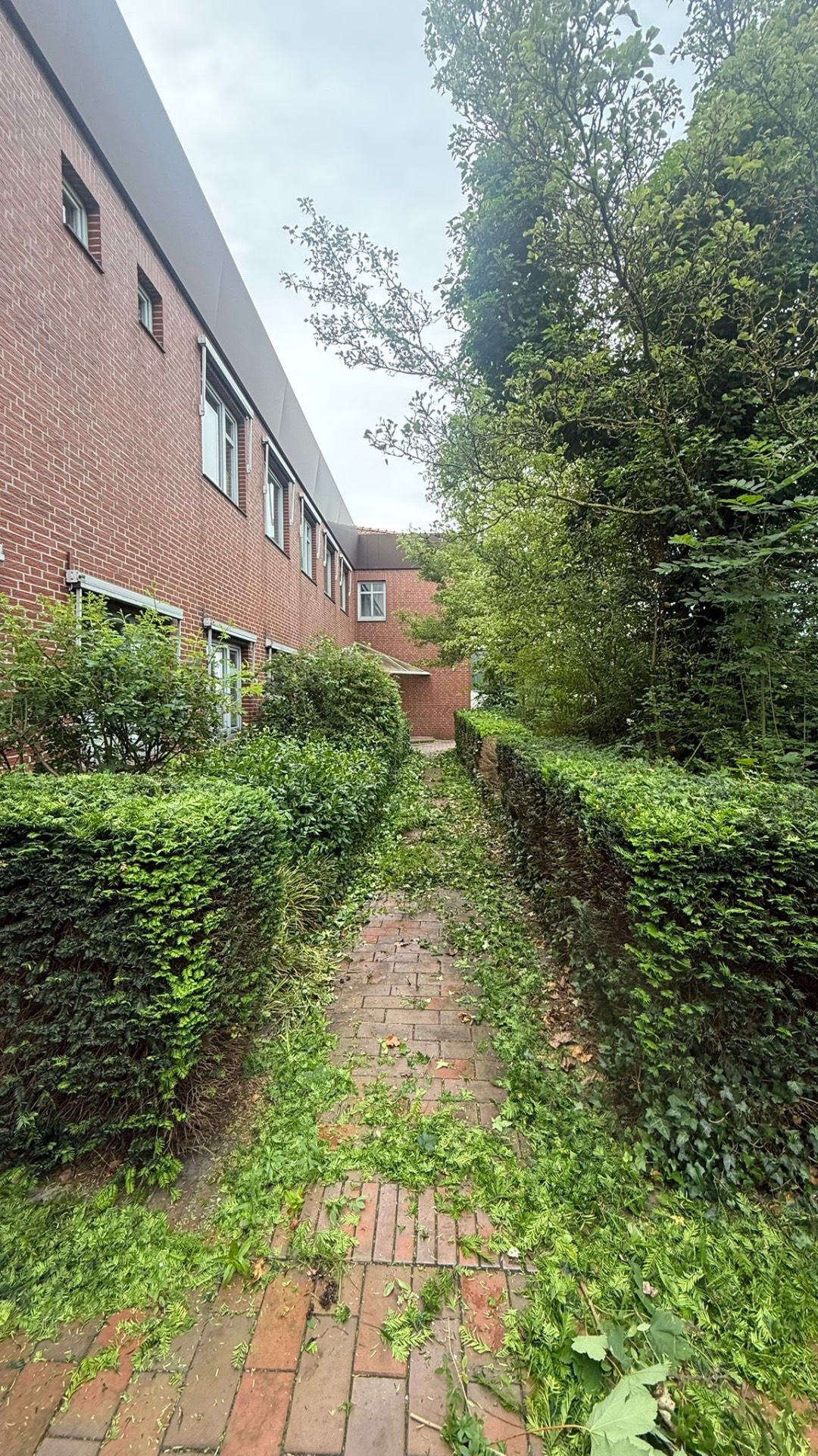 Überwachsener Gartenweg vor der Grünpflege